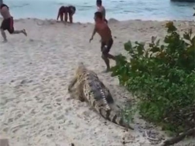 CLIP: Cá sấu xuất hiện bất thình lình dọa du khách sợ 'mất vía'