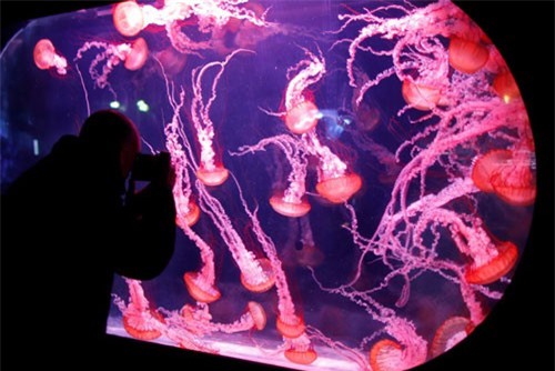 Triển lãm sứa đặc biệt tại thủy cung Paris, Pháp