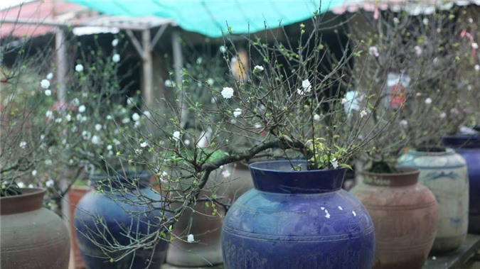 Hoa nhất chi mai "kén" người chơi Tết