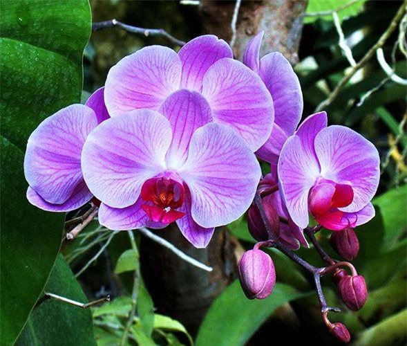 10 loại hoa tươi được yêu thích nhất Tết 2019