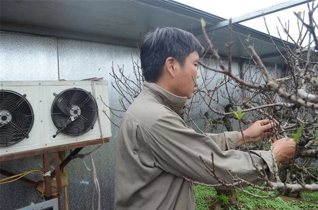 Nghệ nhân Lê Hàm cho biết, những cây đào thất thốn được chăm sóc trong phòng lạnh khoảng 3 tháng trước Tết