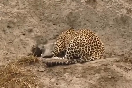 Clip: Đợi báo đốm hạ gục con mồi, linh cẩu lao vào cướp 'trắng trợn'