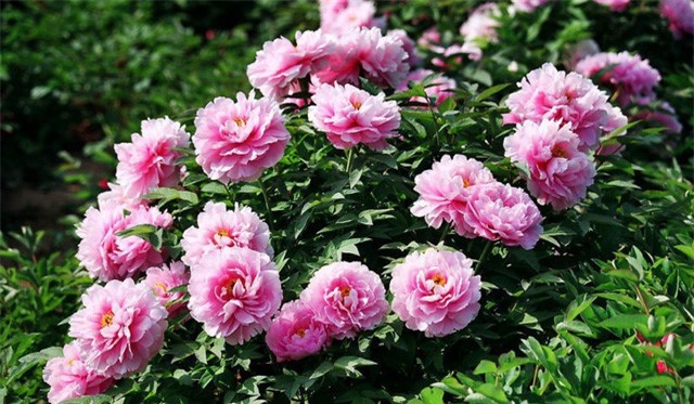 Hoa mẫu đơn - thú chơi sang chảnh của hội nhà giàu dịp Tết