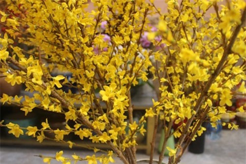 Đào đông, mai Mỹ “hút” khách chơi hoa dịp Tết