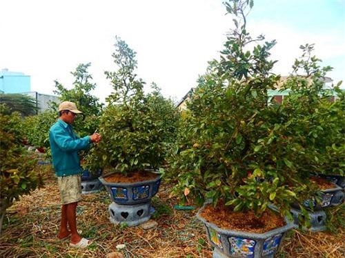 TPHCM: Nhà vườn trồng mai tất bật vào vụ tết