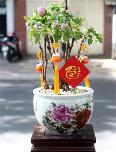 Hoa mau don - thu choi sang chanh cua hoi nha giau dip Tet-Hinh-8