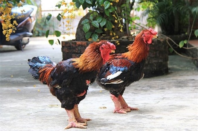 Những món hàng hiếm chơi tết 2019 được các đại gia săn lùng