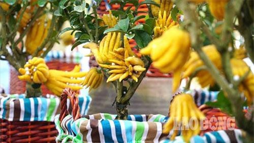 Vì sao người Việt sẵn sàng chi bạc triệu cho thú chơi Tết “độc” bằng cây bonsai?