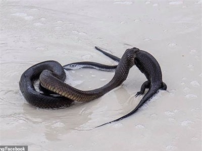 CLIP: Rùng mình cảnh rắn độc ngậm chặt kỳ đà trên bãi biến