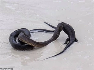 CLIP: Rùng mình cảnh rắn độc ngậm chặt kỳ đà trên bãi biến