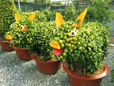 Quất kiểng hình heo, rồng, hươu,...rầm rộ 'đổ bộ' vào chưng Tết 2019