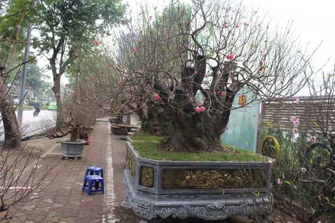 Cây đào cổ thụ hơn 100 năm tuổi của anh Chung được trồng trên chậu bằng đá nguyên khối. Theo ước tính, riêng chiếc chậu để trồng cây nặng khoảng 3 tạ. (Ảnh: Dân Việt)