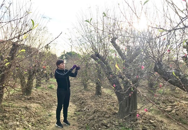 Mát tay trồng đào trên 'đất thép', lãi hơn 1 tỷ đồng/năm