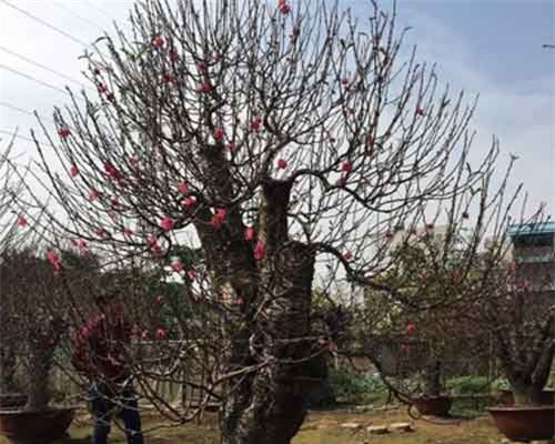 Đại gia chi hàng trăm triệu mua đào cổ thụ Nhật Tân chơi Tết