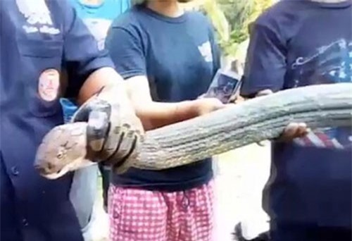 CLIP HOT (19/1): Rắn hổ mang chúa dài 6m lạc vô nhà, vừa đi xe đạp vừa gánh hàng hóa 