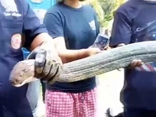 CLIP HOT (19/1): Rắn hổ mang chúa dài 6m lạc vô nhà, vừa đi xe đạp vừa gánh hàng hóa