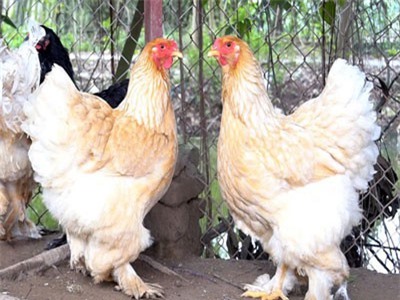 CLIP: Gà 'khổng lồ' được nhiều người săn lùng trước Tết Nguyên Đán