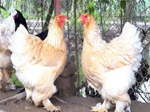 CLIP: Gà 'khổng lồ' được nhiều người săn lùng trước Tết Nguyên Đán