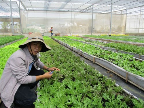 Học người Nhật làm nông nghiệp bền vững