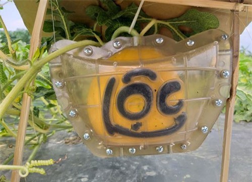 Dưa hấu thỏi vàng giá 600 ngàn đồng/trái hút người mua