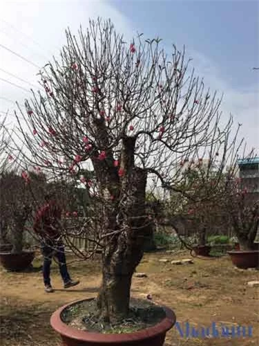 Đào cổ thụ đâm chồi, nẩy lộc, chờ đón xuân mới... (Ảnh: Nhà đầu tư)