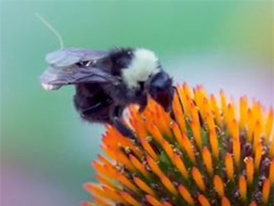 CLIP: Độc đáo những con ong được mang 'balo tí hon', thay thế thiết bị drone