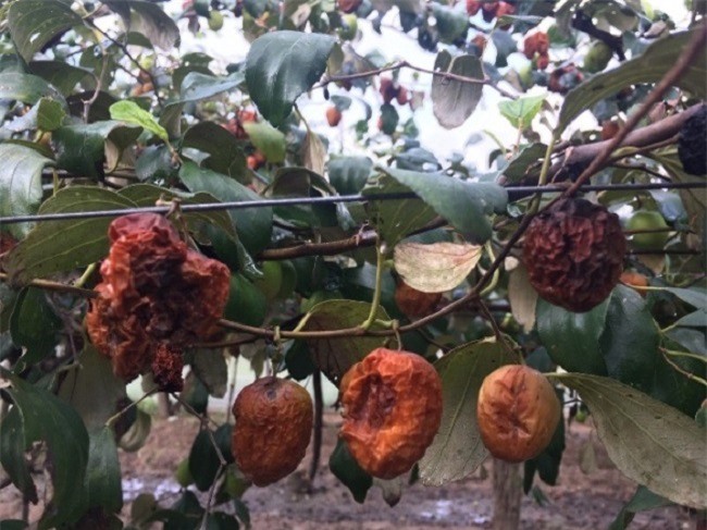 Khánh Hoà, Ninh Thuận: Xót xa táo rụng… người dân "bội sầu"