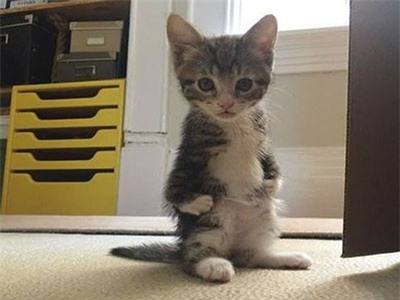 CLIP: Mèo con đứng hai chân khi thấy bồn tắm sủi bọt