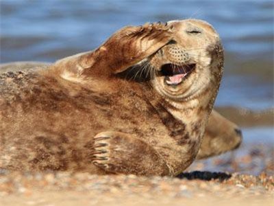 Cười không ngớt xem động vật hoang dã tạo dáng quá lố