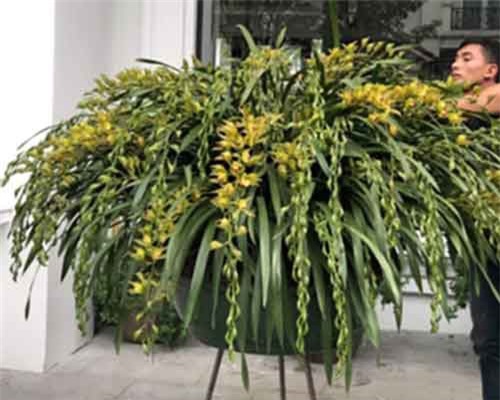 Địa lan kiếm Trần Mộng hơn trăm triệu đồng một chậu