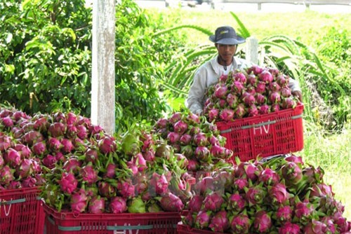 BẢN TIN TÀI CHÍNH - KINH DOANH: Nông sản Việt gặp khó, phấn đấu nợ công không quá 60% GDP