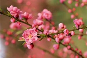 Hướng dẫn cách trồng và chăm sóc hoa đào đón Tết