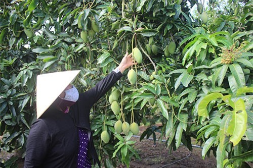 Xuất khẩu trái cây tươi gặp khó