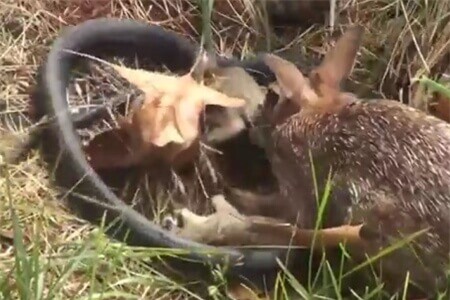 Clip: Thỏ điên cuồng tấn công rắn để bảo vệ con