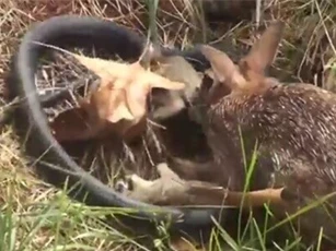 Clip: Thỏ điên cuồng tấn công rắn để bảo vệ con