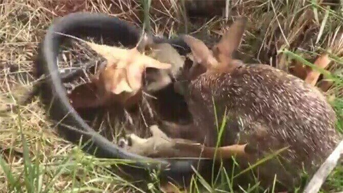 Thỏ mẹ không màng nguy hiểm, lao vào giải cứu thỏ con.