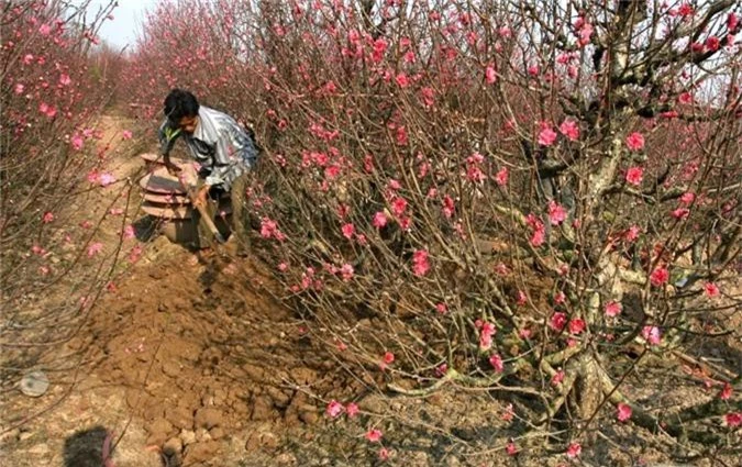 Kỹ thuật trồng và chăm sóc hoa đào không hề đơn giản. 