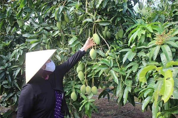 Xoài ba mùa mưa đột ngột giảm còn 3 ngàn đồng/kg vẫn khó tiêu thụ. Trong ảnh: Vườn xoài tại xã Ngọc Định (huyện Định Quán).