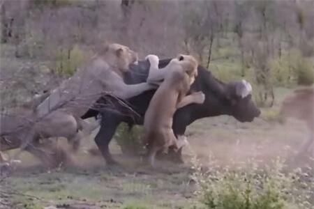 Clip: Lọt giữa vòng vây của 4 con sư tử, trâu rừng kiên cường chống chọi