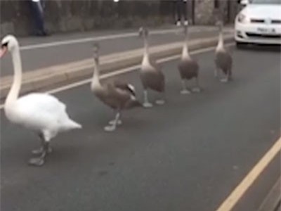 CLIP: Đàn thiên nga đi bộ giữa lòng đường làm hàng dài xe ôtô nối đuôi theo sau