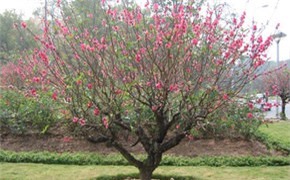 Kỹ thuật chăm sóc hoa đào sau dịp Tết