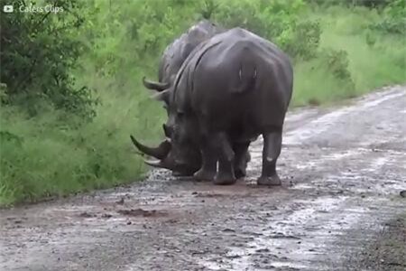 Clip: Trận chiến 'một mất một còn' của hai con tê giác hung tợn