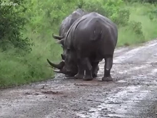 Clip: Trận chiến 'một mất một còn' của hai con tê giác hung tợn