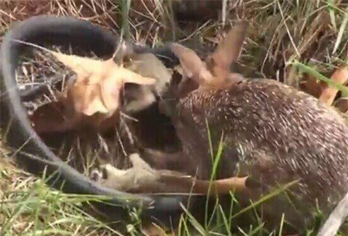 CLIP HOT (20/1): Thỏ điên cuồng tấn công rắn bảo vệ con, đàn thiên nga nối đuôi nhau đi bộ giữa lòng đường