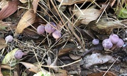 Hành trình 'săn' nấm tràm đầy gian nan tại Phú Quốc