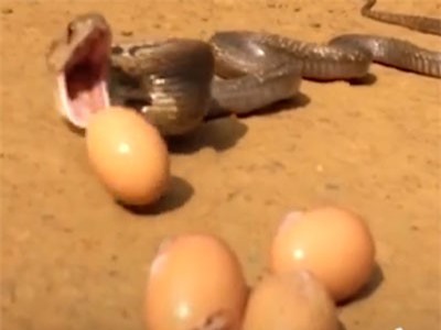 CLIP: Kì lạ con rắn nôn ra hết số trứng nuốt trong bụng