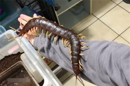 Clip: Nuôi rết khổng lồ cực độc làm thú cưng