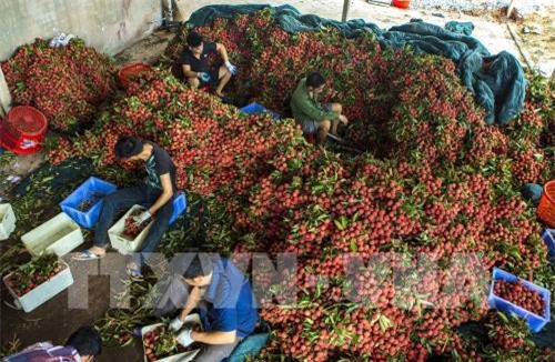 Bổ sung danh mục xuất khẩu chính ngạch tại cửa khẩu Tân Thanh