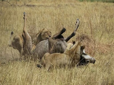 CLIP: Linh dương chống trả mạnh mẽ khiến 2 con sư tử phải bỏ chạy