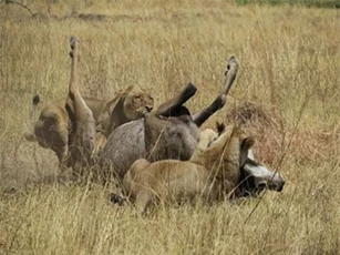 CLIP: Linh dương chống trả mạnh mẽ khiến 2 con sư tử phải bỏ chạy